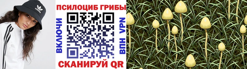 Псилоцибиновые грибы Psilocybe  Дубна 